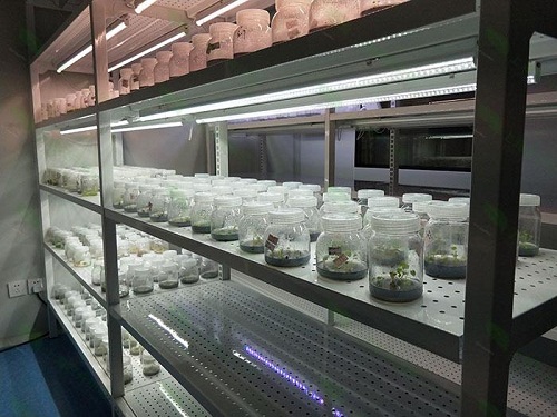 吴兴植物组织培养实验室设计建设方案